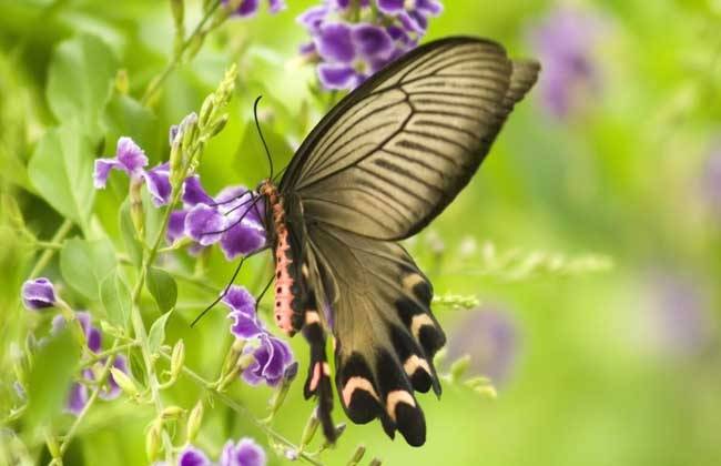 蝴蝶是怎么变成的 毛毛虫变蝴蝶的过程