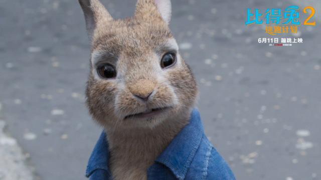 《比得兔2》开预售 郭麒麟加盟萌兔天团欢乐升级插图2