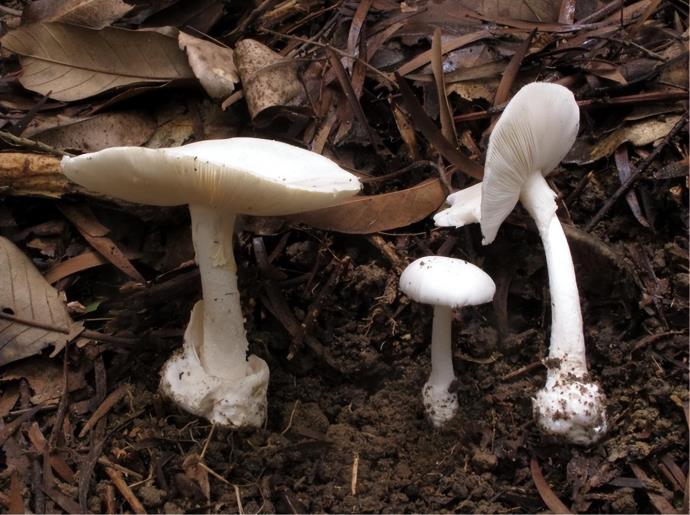 吃毒蘑菇4岁女童不幸离世！辨认蘑菇方法很重要的图片 -第1张