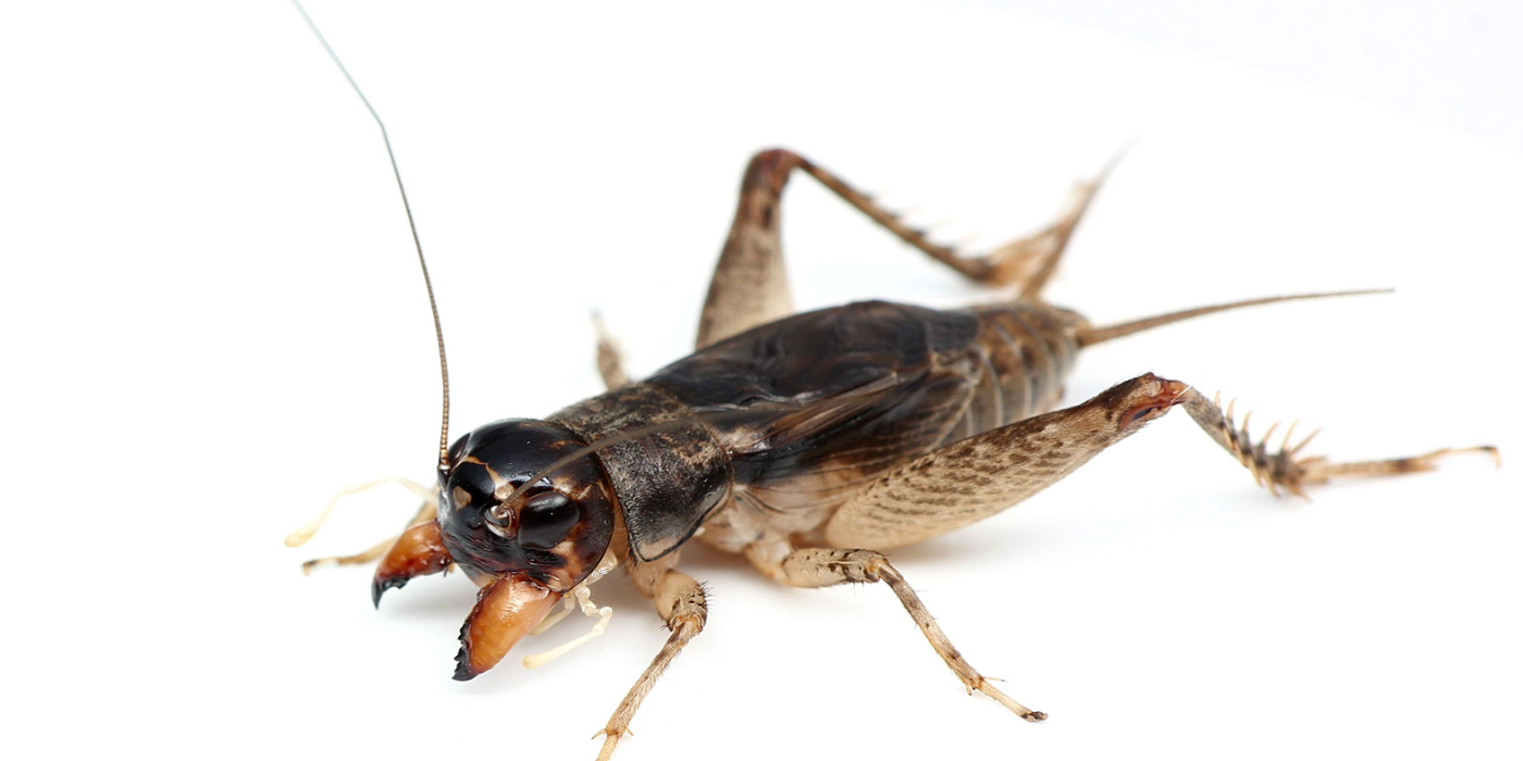 昆虫记中蟋蟀给你较大的触动有哪些