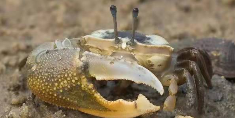 孤独的小螃蟹为了救小乌龟失去了什么