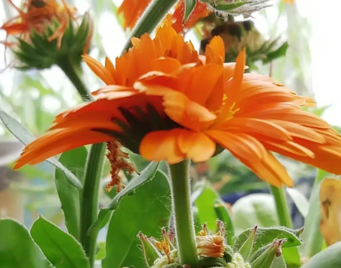金盏菊——亲密的橙黄色