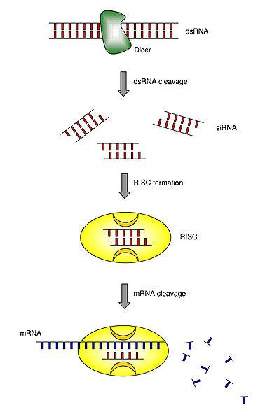 siRNA技术实现基因消融
